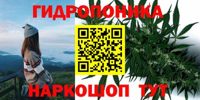 шишки Будённовск
